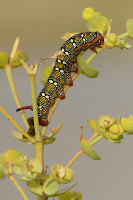 <i class='fa fa-user'></i>&nbsp;Willem Verhagen&nbsp;|  Wolfsmelkpijlstaart&nbsp; <i class='fa fa-eye'>&nbsp;93</i> &nbsp;<i class='fa fa-thumbs-up'>&nbsp;5</i> &nbsp; <i class='fa fa-comment-o'>&nbsp;7</i>