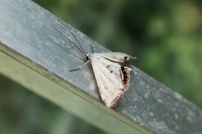 <i class='fa fa-user'></i>&nbsp;A. Soeting&nbsp;|  Kroosvlindertje&nbsp; <i class='fa fa-eye'>&nbsp;52</i> &nbsp; <i class='fa fa-comment-o'>&nbsp;1</i>