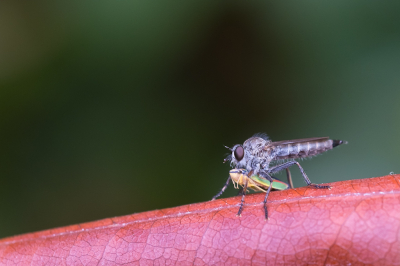 <i class='fa fa-user'></i>&nbsp;Gert-Jan Cromwijk&nbsp;|  Rhododendroncicade&nbsp; <i class='fa fa-eye'>&nbsp;78</i> &nbsp;<i class='fa fa-thumbs-up'>&nbsp;3</i> &nbsp; <i class='fa fa-comment-o'>&nbsp;1</i>