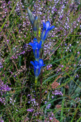 <i class='fa fa-user'></i>&nbsp;Louis56&nbsp;|  Klokjesgentiaan&nbsp; <i class='fa fa-eye'>&nbsp;76</i> &nbsp; <i class='fa fa-comment-o'>&nbsp;3</i>