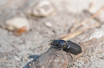 <i class='fa fa-user'></i>&nbsp;nelappelmelk&nbsp;|  Wortelboktor&nbsp; <i class='fa fa-eye'>&nbsp;63</i> &nbsp;<i class='fa fa-thumbs-up'>&nbsp;1</i> &nbsp; <i class='fa fa-comment-o'>&nbsp;2</i>