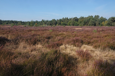 <i class='fa fa-user'></i>&nbsp;nelappelmelk&nbsp;|  Heide met pijpenstrootje&nbsp; <i class='fa fa-eye'>&nbsp;84</i> &nbsp; <i class='fa fa-comment-o'>&nbsp;1</i>