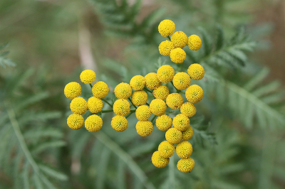 <i class='fa fa-user'></i>&nbsp;Paul Vandebroek&nbsp;|  Boerenwormkruid&nbsp; <i class='fa fa-eye'>&nbsp;64</i> &nbsp;<i class='fa fa-thumbs-up'>&nbsp;5</i> &nbsp; <i class='fa fa-comment-o'>&nbsp;4</i>