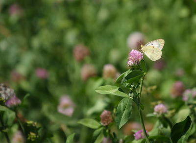 <i class='fa fa-user'></i>&nbsp;Jurgen Maassen&nbsp;|  Bergluzernevlinder&nbsp; <i class='fa fa-eye'>&nbsp;69</i> &nbsp;<i class='fa fa-thumbs-up'>&nbsp;3</i> &nbsp; <i class='fa fa-comment-o'>&nbsp;2</i>