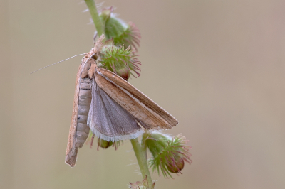 <i class='fa fa-user'></i>&nbsp;Johan van Gurp&nbsp;|  Smalle Witlijngrasmot&nbsp; <i class='fa fa-eye'>&nbsp;77</i> &nbsp;<i class='fa fa-thumbs-up'>&nbsp;4</i> &nbsp; <i class='fa fa-comment-o'>&nbsp;2</i>