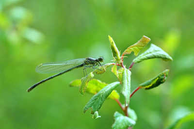 <i class='fa fa-user'></i>&nbsp;Bert Veerman&nbsp;|  Azuurwaterjuffer&nbsp; <i class='fa fa-eye'>&nbsp;56</i> &nbsp;<i class='fa fa-thumbs-up'>&nbsp;1</i> &nbsp; <i class='fa fa-comment-o'>&nbsp;1</i>