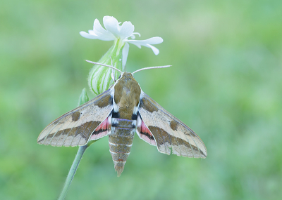 <i class='fa fa-user'></i>&nbsp;Tom&nbsp;|  Wolfsmelkpijlstaart&nbsp; <i class='fa fa-eye'>&nbsp;162</i> &nbsp;<i class='fa fa-thumbs-up'>&nbsp;8</i> &nbsp; <i class='fa fa-comment-o'>&nbsp;6</i>