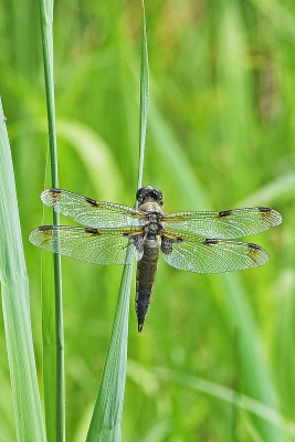 <i class='fa fa-user'></i>&nbsp;kooyammers&nbsp;|  Viervlek&nbsp; <i class='fa fa-eye'>&nbsp;53</i> &nbsp; <i class='fa fa-comment-o'>&nbsp;2</i>