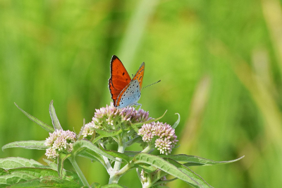 <i class='fa fa-user'></i>&nbsp;kooyammers&nbsp;|  Grote Vuurvlinder&nbsp; <i class='fa fa-eye'>&nbsp;98</i> &nbsp;<i class='fa fa-thumbs-up'>&nbsp;7</i> &nbsp; <i class='fa fa-comment-o'>&nbsp;5</i>