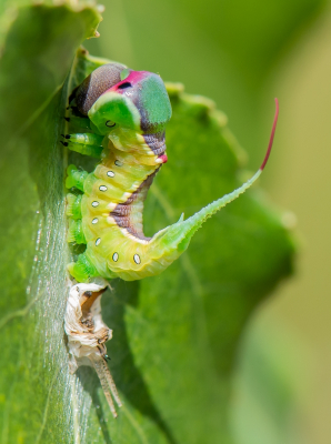 <i class='fa fa-user'></i>&nbsp;pietwil&nbsp;|  Hermelijnvlinder&nbsp; <i class='fa fa-eye'>&nbsp;98</i> &nbsp;<i class='fa fa-thumbs-up'>&nbsp;7</i> &nbsp; <i class='fa fa-comment-o'>&nbsp;5</i>