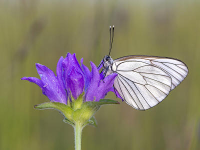 <i class='fa fa-user'></i>&nbsp;Mignon-Creative&nbsp;|  Groot Geaderd Witje&nbsp; <i class='fa fa-eye'>&nbsp;86</i> &nbsp;<i class='fa fa-thumbs-up'>&nbsp;8</i> &nbsp; <i class='fa fa-comment-o'>&nbsp;3</i>