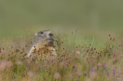<i class='fa fa-user'></i>&nbsp;Frank Van de Velde&nbsp;|  Alpenmarmot&nbsp; <i class='fa fa-eye'>&nbsp;121</i> &nbsp;<i class='fa fa-thumbs-up'>&nbsp;7</i> &nbsp; <i class='fa fa-comment-o'>&nbsp;5</i>