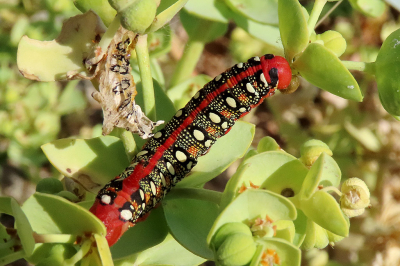 <i class='fa fa-user'></i>&nbsp;A. Soeting&nbsp;|  Wolfsmelkpijlstaart&nbsp; <i class='fa fa-eye'>&nbsp;82</i> &nbsp;<i class='fa fa-thumbs-up'>&nbsp;7</i> &nbsp; <i class='fa fa-comment-o'>&nbsp;6</i>