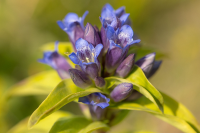 <i class='fa fa-user'></i>&nbsp;Willem Verhagen&nbsp;|  Kruisbladgentiaan&nbsp; <i class='fa fa-eye'>&nbsp;56</i> &nbsp;<i class='fa fa-thumbs-up'>&nbsp;4</i> &nbsp; <i class='fa fa-comment-o'>&nbsp;3</i>