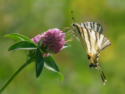 <i class='fa fa-user'></i>&nbsp;Jurgen Maassen&nbsp;|  Koningspage&nbsp; <i class='fa fa-eye'>&nbsp;75</i> &nbsp;<i class='fa fa-thumbs-up'>&nbsp;7</i> &nbsp; <i class='fa fa-comment-o'>&nbsp;2</i>