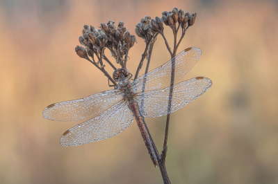 <i class='fa fa-user'></i>&nbsp;Johan van Gurp&nbsp;|  Steenrode Heidelibel&nbsp; <i class='fa fa-eye'>&nbsp;61</i> &nbsp;<i class='fa fa-thumbs-up'>&nbsp;4</i> &nbsp; <i class='fa fa-comment-o'>&nbsp;3</i>
