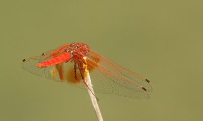 <i class='fa fa-user'></i>&nbsp;honderwa&nbsp;|  Oranje Zonnewijzer&nbsp; <i class='fa fa-eye'>&nbsp;76</i> &nbsp;<i class='fa fa-thumbs-up'>&nbsp;1</i> &nbsp; <i class='fa fa-comment-o'>&nbsp;0</i>