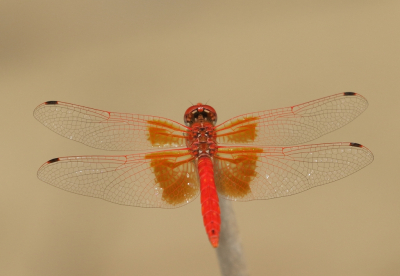 <i class='fa fa-user'></i>&nbsp;honderwa&nbsp;|  Oranje Zonnewijzer&nbsp; <i class='fa fa-eye'>&nbsp;84</i> &nbsp;<i class='fa fa-thumbs-up'>&nbsp;3</i> &nbsp; <i class='fa fa-comment-o'>&nbsp;2</i>