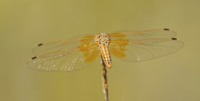 <i class='fa fa-user'></i>&nbsp;honderwa&nbsp;|  Oranje Zonnewijzer&nbsp; <i class='fa fa-eye'>&nbsp;66</i> &nbsp;<i class='fa fa-thumbs-up'>&nbsp;1</i> &nbsp; <i class='fa fa-comment-o'>&nbsp;1</i>