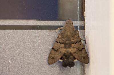 <i class='fa fa-user'></i>&nbsp;Adri Gr Nuelend&nbsp;|  Kolibrievlinder&nbsp; <i class='fa fa-eye'>&nbsp;85</i> &nbsp;<i class='fa fa-thumbs-up'>&nbsp;5</i> &nbsp; <i class='fa fa-comment-o'>&nbsp;6</i>