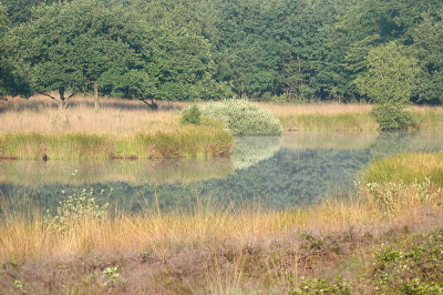 <i class='fa fa-user'></i>&nbsp;nelappelmelk&nbsp;|  Hoog zomer&nbsp; <i class='fa fa-eye'>&nbsp;95</i> &nbsp;<i class='fa fa-thumbs-up'>&nbsp;2</i> &nbsp; <i class='fa fa-comment-o'>&nbsp;1</i>