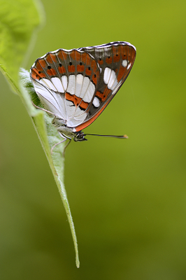 <i class='fa fa-user'></i>&nbsp;Mignon-Creative&nbsp;|  Blauwe IJsvogelvlinder&nbsp; <i class='fa fa-eye'>&nbsp;125</i> &nbsp;<i class='fa fa-thumbs-up'>&nbsp;15</i> &nbsp; <i class='fa fa-comment-o'>&nbsp;4</i>