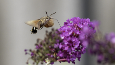 <i class='fa fa-user'></i>&nbsp;Martin Verbeeten&nbsp;|  Kolibrievlinder&nbsp; <i class='fa fa-eye'>&nbsp;69</i> &nbsp;<i class='fa fa-thumbs-up'>&nbsp;2</i> &nbsp; <i class='fa fa-comment-o'>&nbsp;1</i>