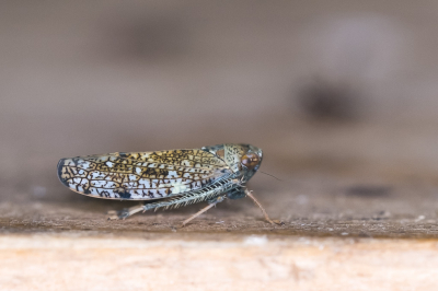 <i class='fa fa-user'></i>&nbsp;Gert-Jan Cromwijk&nbsp;|  Oosterse Moza�ekdwergcicade&nbsp; <i class='fa fa-eye'>&nbsp;80</i> &nbsp;<i class='fa fa-thumbs-up'>&nbsp;1</i> &nbsp; <i class='fa fa-comment-o'>&nbsp;7</i>