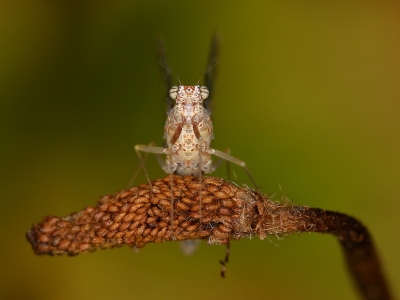 <i class='fa fa-user'></i>&nbsp;Sophie&nbsp;|  Gewone Tweevleugel&nbsp; <i class='fa fa-eye'>&nbsp;104</i> &nbsp;<i class='fa fa-thumbs-up'>&nbsp;7</i> &nbsp; <i class='fa fa-comment-o'>&nbsp;3</i>