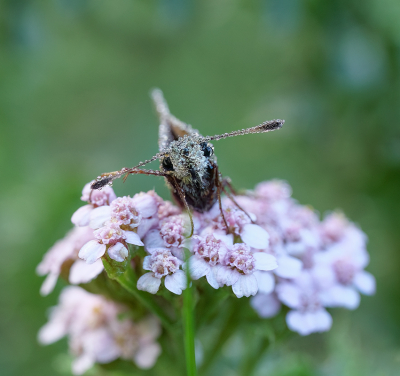 <i class='fa fa-user'></i>&nbsp;Jurgen Maassen&nbsp;|  Kommavlinder&nbsp; <i class='fa fa-eye'>&nbsp;67</i> &nbsp;<i class='fa fa-thumbs-up'>&nbsp;2</i> &nbsp; <i class='fa fa-comment-o'>&nbsp;2</i>