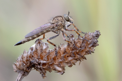 <i class='fa fa-user'></i>&nbsp;Johan van Gurp&nbsp;|  Ringpootroofvlieg&nbsp; <i class='fa fa-eye'>&nbsp;92</i> &nbsp;<i class='fa fa-thumbs-up'>&nbsp;5</i> &nbsp; <i class='fa fa-comment-o'>&nbsp;2</i>