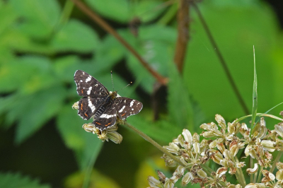 <i class='fa fa-user'></i>&nbsp;kooyammers&nbsp;|  Landkaartje&nbsp; <i class='fa fa-eye'>&nbsp;63</i> &nbsp;<i class='fa fa-thumbs-up'>&nbsp;3</i> &nbsp; <i class='fa fa-comment-o'>&nbsp;1</i>