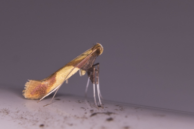 <i class='fa fa-user'></i>&nbsp;Gert-Jan Cromwijk&nbsp;|  Goudvleksteltmot&nbsp; <i class='fa fa-eye'>&nbsp;88</i> &nbsp;<i class='fa fa-thumbs-up'>&nbsp;2</i> &nbsp; <i class='fa fa-comment-o'>&nbsp;1</i>