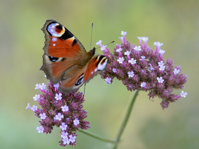 <i class='fa fa-user'></i>&nbsp;Mignon-Creative&nbsp;|  Dagpauwoog&nbsp; <i class='fa fa-eye'>&nbsp;72</i> &nbsp;<i class='fa fa-thumbs-up'>&nbsp;5</i> &nbsp; <i class='fa fa-comment-o'>&nbsp;2</i>