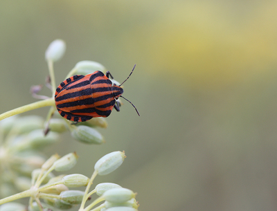 <i class='fa fa-user'></i>&nbsp;Paul Vandebroek&nbsp;|  Pyjamaschildwants&nbsp; <i class='fa fa-eye'>&nbsp;68</i> &nbsp;<i class='fa fa-thumbs-up'>&nbsp;5</i> &nbsp; <i class='fa fa-comment-o'>&nbsp;3</i>