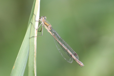 <i class='fa fa-user'></i>&nbsp;Henk Baptist&nbsp;|  Gewone Pantserjuffer&nbsp; <i class='fa fa-eye'>&nbsp;66</i> &nbsp;<i class='fa fa-thumbs-up'>&nbsp;3</i> &nbsp; <i class='fa fa-comment-o'>&nbsp;3</i>