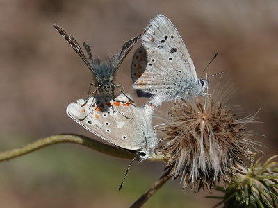 <i class='fa fa-user'></i>&nbsp;Jurgen Maassen&nbsp;|  Turkooisblauwtje&nbsp; <i class='fa fa-eye'>&nbsp;124</i> &nbsp;<i class='fa fa-thumbs-up'>&nbsp;3</i> &nbsp; <i class='fa fa-comment-o'>&nbsp;7</i>