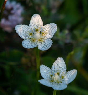 <i class='fa fa-user'></i>&nbsp;Eef Kieft&nbsp;|  Parnassia&nbsp; <i class='fa fa-eye'>&nbsp;69</i> &nbsp;<i class='fa fa-thumbs-up'>&nbsp;1</i> &nbsp; <i class='fa fa-comment-o'>&nbsp;3</i>