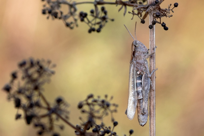 <i class='fa fa-user'></i>&nbsp;Johan van Gurp&nbsp;|  Chortippus sp.&nbsp; <i class='fa fa-eye'>&nbsp;70</i> &nbsp;<i class='fa fa-thumbs-up'>&nbsp;8</i> &nbsp; <i class='fa fa-comment-o'>&nbsp;1</i>