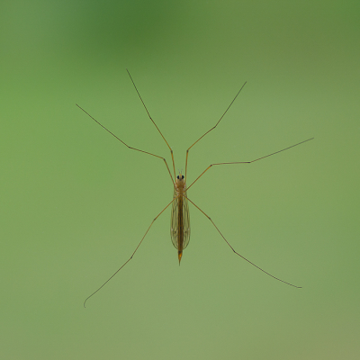 <i class='fa fa-user'></i>&nbsp;Truus Aletta Maan&nbsp;|  Steltmug sp.&nbsp; <i class='fa fa-eye'>&nbsp;69</i> &nbsp;<i class='fa fa-thumbs-up'>&nbsp;2</i> &nbsp; <i class='fa fa-comment-o'>&nbsp;2</i>