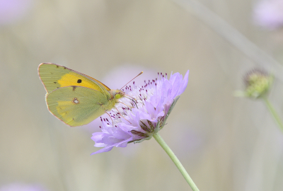 <i class='fa fa-user'></i>&nbsp;josephine&nbsp;|  Oranje Luzernevlinder&nbsp; <i class='fa fa-eye'>&nbsp;95</i> &nbsp;<i class='fa fa-thumbs-up'>&nbsp;9</i> &nbsp; <i class='fa fa-comment-o'>&nbsp;12</i>