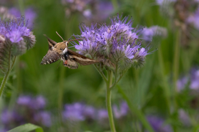 <i class='fa fa-user'></i>&nbsp;Willem Verhagen&nbsp;|  Walstropijlstaart&nbsp; <i class='fa fa-eye'>&nbsp;150</i> &nbsp;<i class='fa fa-thumbs-up'>&nbsp;13</i> &nbsp; <i class='fa fa-comment-o'>&nbsp;4</i>