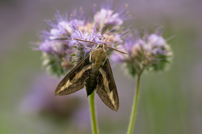 <i class='fa fa-user'></i>&nbsp;Willem Verhagen&nbsp;|  Walstropijlstaart&nbsp; <i class='fa fa-eye'>&nbsp;115</i> &nbsp;<i class='fa fa-thumbs-up'>&nbsp;12</i> &nbsp; <i class='fa fa-comment-o'>&nbsp;4</i>