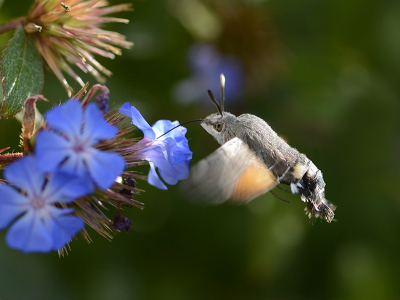 <i class='fa fa-user'></i>&nbsp;Mignon-Creative&nbsp;|  Kolibrievlinder&nbsp; <i class='fa fa-eye'>&nbsp;105</i> &nbsp;<i class='fa fa-thumbs-up'>&nbsp;2</i> &nbsp; <i class='fa fa-comment-o'>&nbsp;1</i>