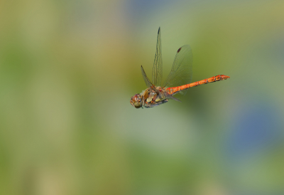 <i class='fa fa-user'></i>&nbsp;janvangastel&nbsp;|  Bruinrode Heidelibel&nbsp; <i class='fa fa-eye'>&nbsp;105</i> &nbsp;<i class='fa fa-thumbs-up'>&nbsp;12</i> &nbsp; <i class='fa fa-comment-o'>&nbsp;7</i>