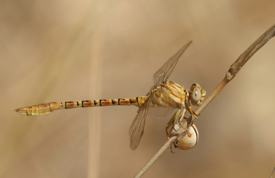 <i class='fa fa-user'></i>&nbsp;honderwa&nbsp;|  Moorse Tanglibel&nbsp; <i class='fa fa-eye'>&nbsp;85</i> &nbsp;<i class='fa fa-thumbs-up'>&nbsp;8</i> &nbsp; <i class='fa fa-comment-o'>&nbsp;3</i>