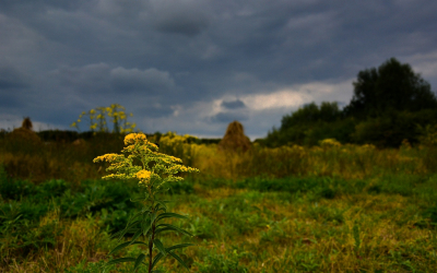 <i class='fa fa-user'></i>&nbsp;Bert Veerman&nbsp;|  Canadese Guldenroede&nbsp; <i class='fa fa-eye'>&nbsp;105</i> &nbsp;<i class='fa fa-thumbs-up'>&nbsp;2</i> &nbsp; <i class='fa fa-comment-o'>&nbsp;9</i>
