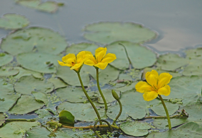 <i class='fa fa-user'></i>&nbsp;Cor&nbsp;|  Watergentiaan&nbsp; <i class='fa fa-eye'>&nbsp;78</i> &nbsp;<i class='fa fa-thumbs-up'>&nbsp;4</i> &nbsp; <i class='fa fa-comment-o'>&nbsp;6</i>