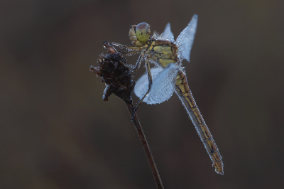 <i class='fa fa-user'></i>&nbsp;Johan van Gurp&nbsp;|  Steenrode Heidelibel&nbsp; <i class='fa fa-eye'>&nbsp;62</i> &nbsp;<i class='fa fa-thumbs-up'>&nbsp;3</i> &nbsp; <i class='fa fa-comment-o'>&nbsp;0</i>