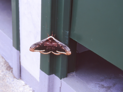 <i class='fa fa-user'></i>&nbsp;Peter van Eijk&nbsp;|  Grote Nachtpauwoog&nbsp; <i class='fa fa-eye'>&nbsp;158</i> &nbsp;<i class='fa fa-thumbs-up'>&nbsp;3</i> &nbsp; <i class='fa fa-comment-o'>&nbsp;8</i>